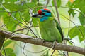 Blue-throated Barbet Psilopogon asiatica davisoni