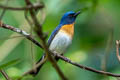 Blue-throated Blue Flycatcher Cyornis rubeculoides dialilaemus