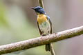 Blue-throated Blue Flycatcher Cyornis rubeculoides dialilaemus