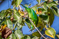 Blue-winged Leafbird Chloropsis moluccensis chlorocephala