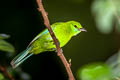 Blue-winged Leafbird Chloropsis moluccensis auropectus