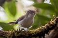 Blue-winged Minla Actinodura cyanouroptera wingatei