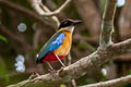 Blue-winged Pitta Pitta moluccensis