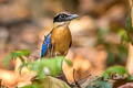 Blue-winged Pitta Pitta moluccensis