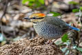 Blue Pitta Hydrornis cyaneus cyaneus 