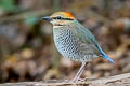 Blue Pitta Hydrornis cyaneus cyaneus 