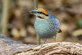 Blue Pitta Hydrornis cyaneus cyaneus 