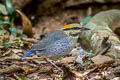 Blue Pitta Hydrornis cyaneus aurantiacus