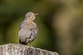 Blue Rock Thrush Monticola solitarius pandoo