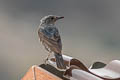 Blue Rock Thrush Monticola solitarius pandoo