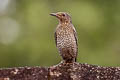 Blue Rock Thrush Monticola solitarius pandoo