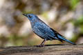 Blue Rock Thrush Monticola solitarius pandoo