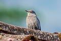 Blue Rock Thrush Monticola solitarius pandoo