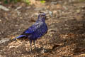 Blue Whistling Thrush Myophonus caeruleus caeruleus