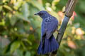 Blue Whistling Thrush Myophonus caeruleus caeruleus