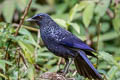 Blue Whistling Thrush Myophonus caeruleus caeruleus