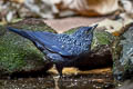 Blue Whistling Thrush Myophonus caeruleus caeruleus