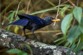 Blue Whistling Thrush Myophonus caeruleus crassirostris