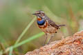 Bluethroat Luscinia svecica svecica