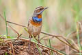 Bluethroat Luscinia svecica svecica