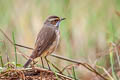 Bluethroat Luscinia svecica svecica