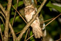 Blyth's Frogmouth Batrachostomus affinis continentalis