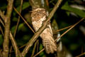 Blyth's Frogmouth Batrachostomus affinis continentalis