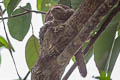 Blyth's Frogmouth Batrachostomus affinis affinis