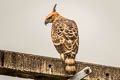 Blyth's Hawk-Eagle Nisaetus alboniger alboniger
