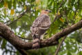 Blyth's Hawk-Eagle Nisaetus alboniger alboniger