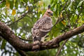 Blyth's Hawk-Eagle Nisaetus alboniger alboniger