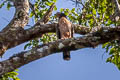 Blyth's Hawk-Eagle Nisaetus alboniger alboniger