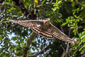 Blyth's Hawk-Eagle Nisaetus alboniger alboniger