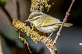 Blyth's Leaf Warbler Phylloscopus reguloides assamensis