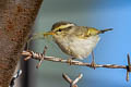 Blyth's Leaf Warbler Phylloscopus reguloides assamensis