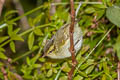 Blyth's Leaf Warbler Phylloscopus reguloides assamensis