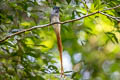 Blyth's Paradise Kingfisher Terpsiphone affinis indochinensis (Oriental Paradise Flycatcher)