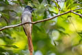 Blyth's Paradise Kingfisher Terpsiphone affinis indochinensis (Oriental Paradise Flycatcher)