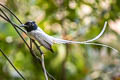 Blyth's Paradise Kingfisher Terpsiphone affinis indochinensis (Oriental Paradise Flycatcher)