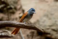 Blyth's Paradise Kingfisher Terpsiphone affinis indochinensis (Oriental Paradise Flycatcher)