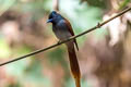 Blyth's Paradise Kingfisher Terpsiphone affinis indochinensis (Oriental Paradise Flycatcher)