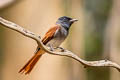 Blyth's Paradise Kingfisher Terpsiphone affinis indochinensis (Oriental Paradise Flycatcher)