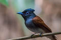 Blyth's Paradise Kingfisher Terpsiphone affinis indochinensis (Oriental Paradise Flycatcher)