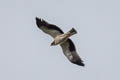 Booted Eagle Hieraaetus pennatus