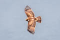 Booted Eagle Hieraaetus pennatus