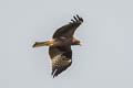 Booted Eagle Hieraaetus pennatus