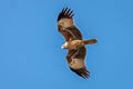 Brahminy Kite Haliastur indus indus