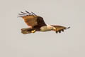 Brahminy Kite Haliastur indus indus