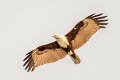 Brahminy Kite Haliastur indus indus