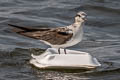 Bridled Tern Onychoprion anaethetus anaethetus